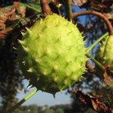 1208F 114 Neckar Mannheim